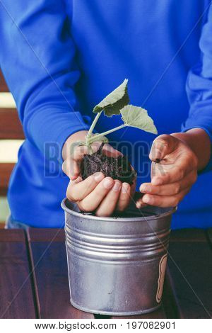 Little cute boy holding green plant in hands