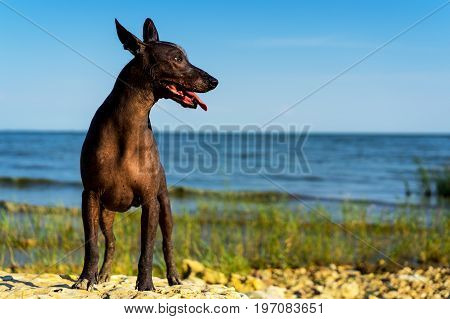 One Mexican Hairless Dog (Xoloitzcuintle Xolo) stands on a sandy beach against the blue sky sticking out his tongue