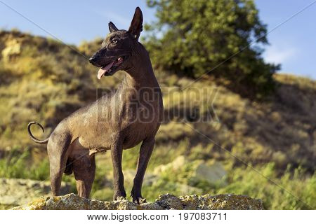 One Mexican Hairless Dog (xoloitzcuintle Xolo) stands at sunset against a backdrop of blue sky and stone hills