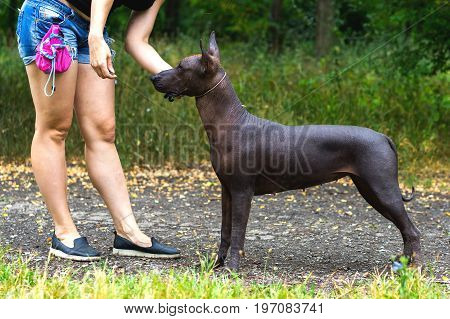 Mexican hairless dog (xoloitzcuintle Xolo) training (stand command)