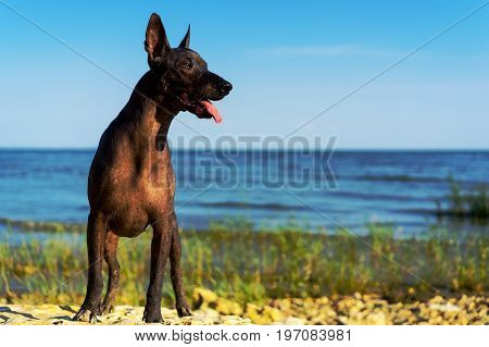 Mexican Hairless Dog (xoloitzcuintle) Keeps A Ball In His Teeth. A Dog Stands On A Sandy Beach In Do