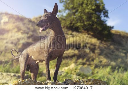 One Mexican Hairless Dog (xoloitzcuintle Xolo) stands stones against a background of hills and a blue sky at sunset