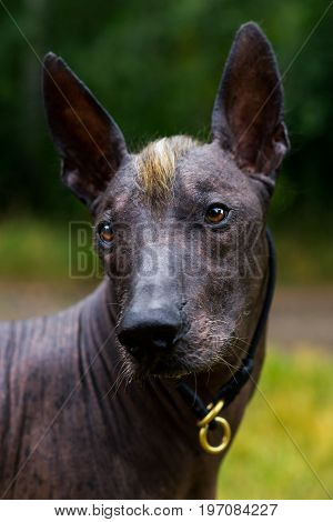 Close up portrait Mexican hairless dog (xoloitzcuintle Xolo) on a background of green grass in the park