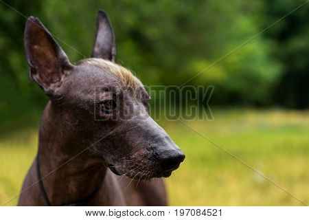 Close up portrait Mexican hairless dog (xoloitzcuintle Xolo) on a background of green grass in the park