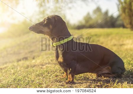 Dog puppy dachshund in a green slinger sits on a background of green grass at sunset