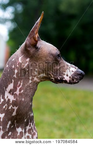 Close up portrait One Mexican hairless dog (xoloitzcuintle Xolo) on a background of green grass and trees in the park