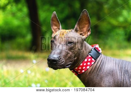 Close up portrait One Mexican hairless dog (xoloitzcuintle Xolo) in a red collar on a background of green grass and trees in the park