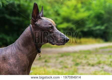 Close up portrait Mexican hairless dog (xoloitzcuintle Xolo) on a background of green grass in the park