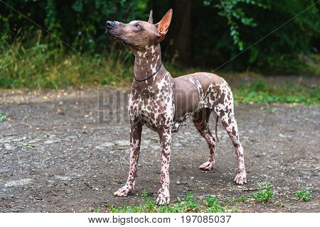 Close up portrait One Mexican hairless dog (xoloitzcuintle Xolo) in full growth on a background of green grass and trees in the park