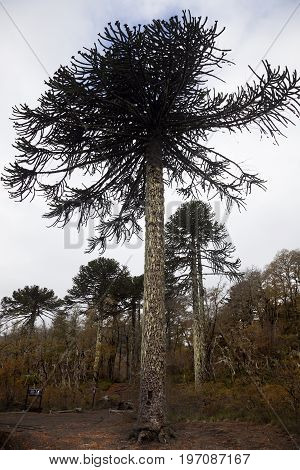 Araucaria tree. Conguillio National park. Araucania region. Chile