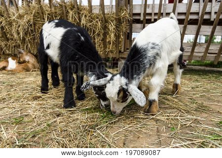 The domestic goat kid (Capra hircus) close-up.