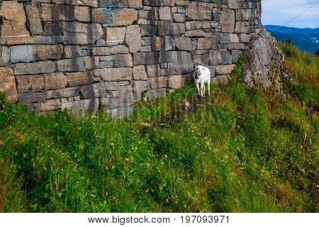 a mountain goat looks at the landscape