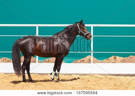 Sorrel horse stands on turquoise color background in the paddock