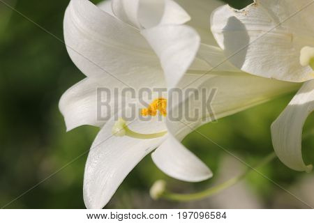 An Easter Lily white flowers growing in a  garden