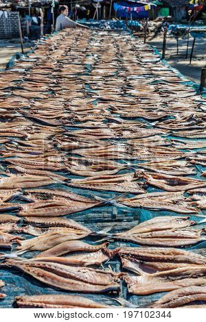 NGAPALI, MYANMAR - DECEMBER 14, 2016 : fish drying at Ngapali Beach Rakhine state in Myanmar (Burma)