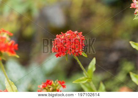 Macro photo of a burning love flower Lychnis chalcedonica.