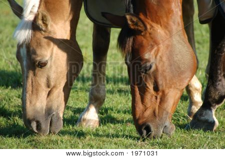 Horse_1
