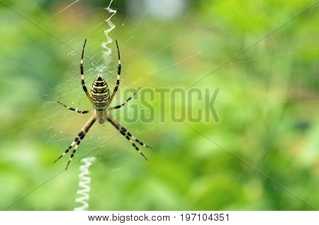 Black and yellow striped spider on the web