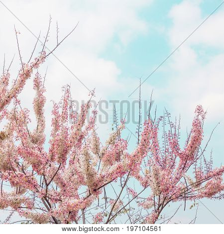 Pink flower Cassia Bakeriana Sakura Color Chan in Thailand. Vintage color tone effect