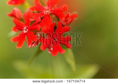 Macro photo of a burning love flower Lychnis chalcedonica.