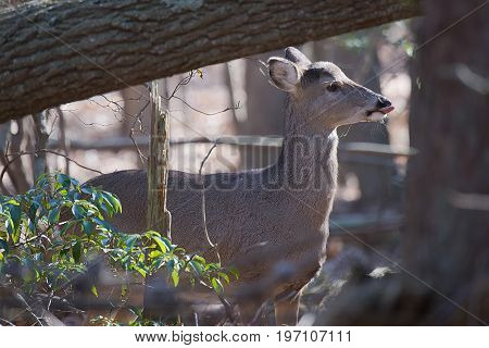 Young deer in woods curiously looks on while other deer are feeding nearby.