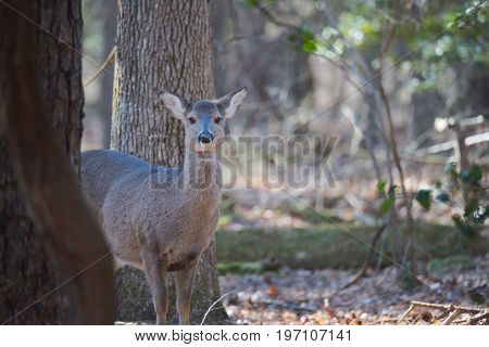 Young deer in woods curiously looks on while other deer are feeding nearby.