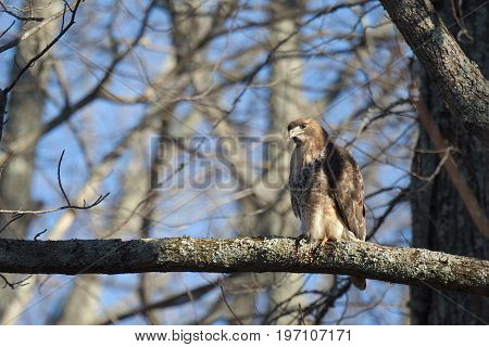 Red Tailed Hawk bird of prey also known as chickenhawk in the wild perched for hunting