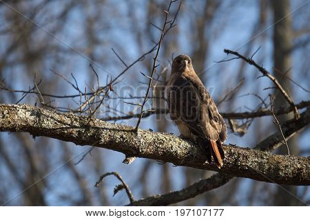 Red Tailed Hawk bird of prey also known as chickenhawk in the wild perched for hunting.