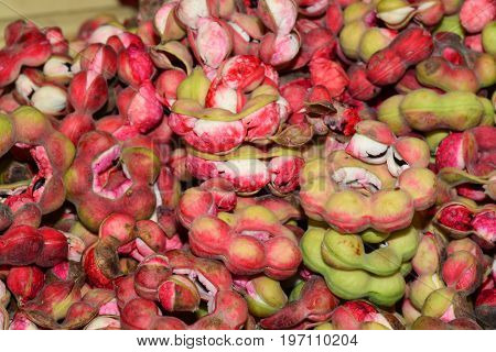 Manila tamarind Pithecellobium dulce (Roxb.) Benth note deep of field deep and shallow