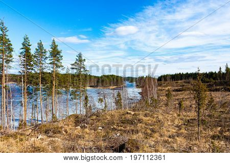 pine forest reflection in the lake in the Salamajarvi National Park Finland