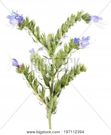 Blueweed (Echium vulgare) isolated on white background. Medicinal plant