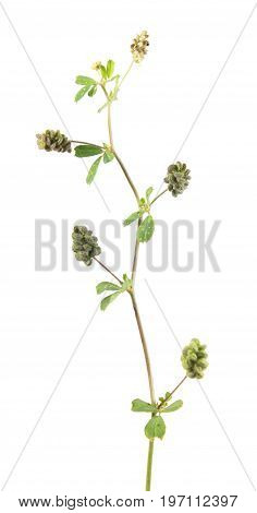 Hop trefoil (Medicago lupulina) with fruits isolated on white background. Medicinal plant