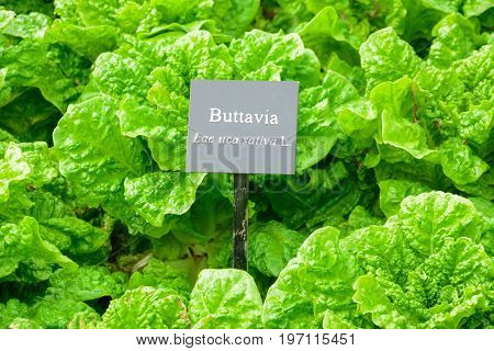 Lots Of Fresh Green Buttavia Lettuce Vegetable