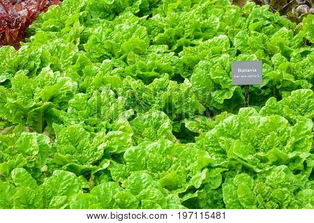 Lots Of Fresh Green Buttavia Lettuce Vegetable