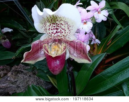 Exotic Lady Slipper Orchid  (paphiopedilum Cyclops)