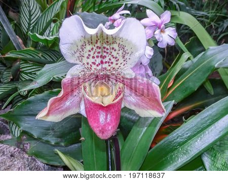 Exotic Lady Slipper Orchid  (paphiopedilum Cyclops)