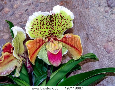 rare and exotic Lady's Slipper orchids (Paphiopedilum san-actaeus, Orchidaceae)