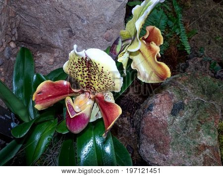 Exotic Lady Slipper Orchid  (paphiopedilum Cyclops)