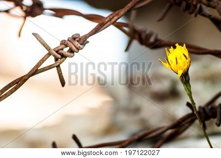 View on Flower in front of barbed wire as symbol of freedom