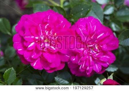 Pink rose Cubana petals soft tones of sweet style.