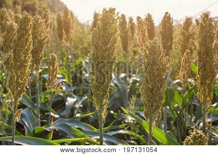 Bushes Cereal And Forage Sorghum Plant One Kind Of Mature And Grow On The Field In A Row In The Open