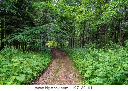 Road going through beautiful forest with giant spuces and pines and lush folliage in front
