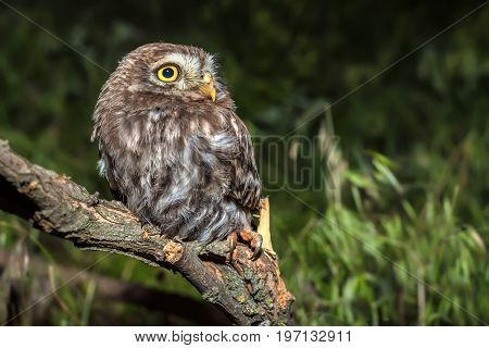 Little owl or Athene noctua perched on branch against a dark forest background