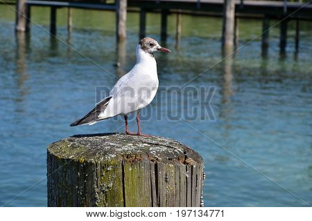 Seagull on wood in the water close up