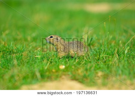 Cute European Ground Squirrel. Lovely Gnawer Feeding In Grass(spermophilus Citellus)