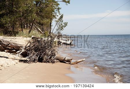 Europe Latvia cape Kolka Gulf of Riga. The trees lie in water at the coast of the gulf.