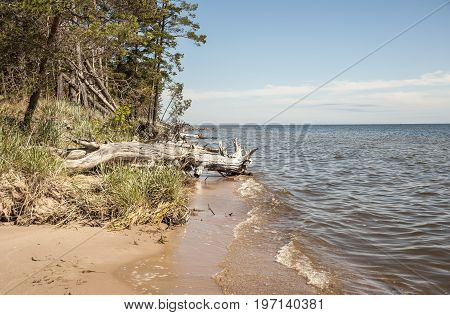 Europe Latvia cape Kolka Gulf of Riga. The trees lie in water at the coast of the gulf.