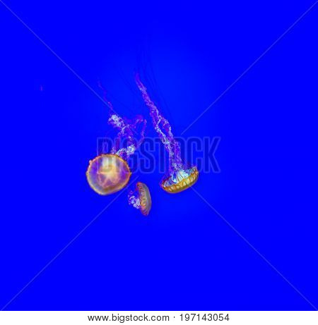Charming decorative little jellyfishes in blue water. Magic underwater aquarian world