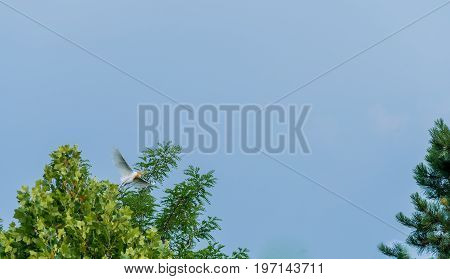 Egret Flying From Top Of Oak Tree