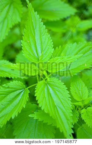 Green fresh nettle background of nettle in the forest